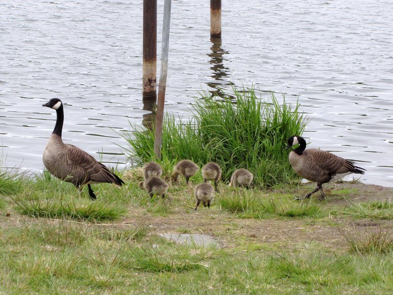 AK3 June21 Canada geese and goslings in Chester Creek, Anchorage