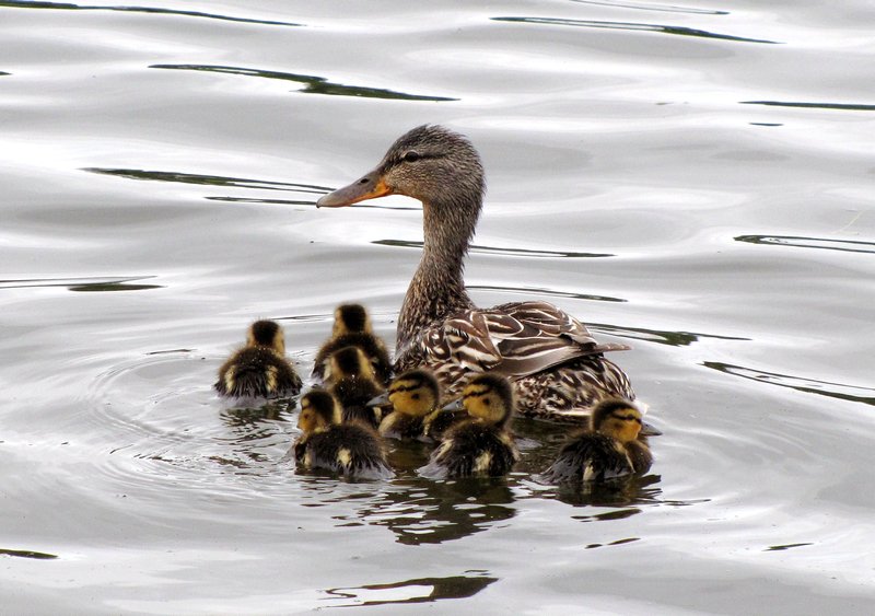 AK4 June21 Female duck and ducklings (possibly a blue-winged teal) on Chester Creek, Anchorage