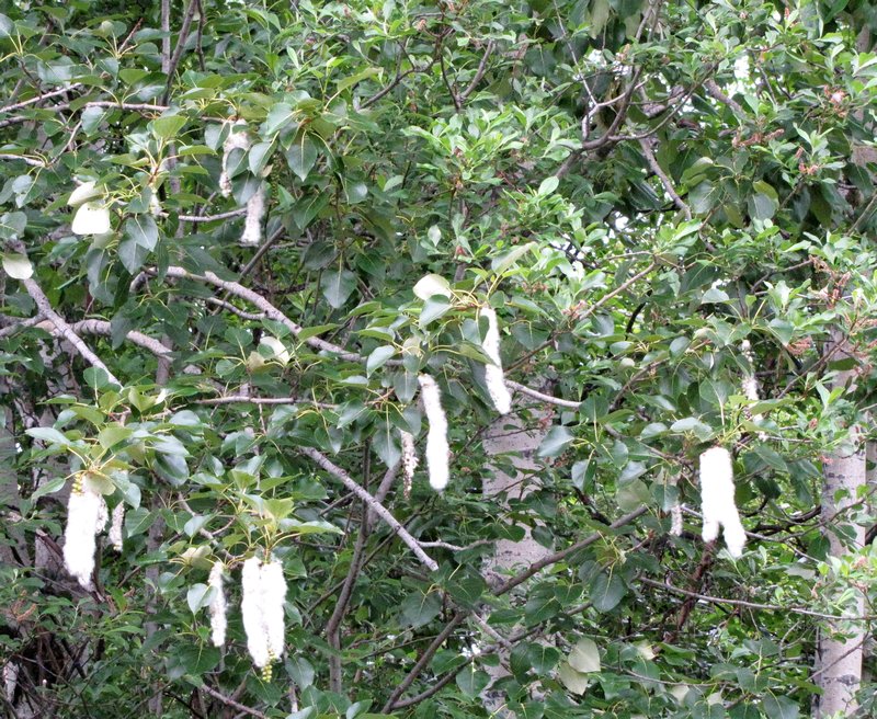 AK3 June26 Cottonwood tree in bloom