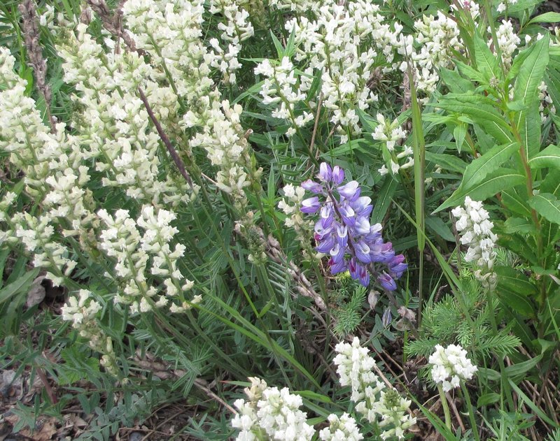 AK5 June26 White Northern Oxytrope and one Arctic Lupine