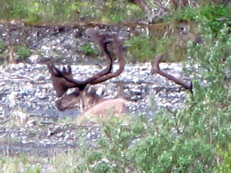 AK3 June29 Savage River Bull Caribou
