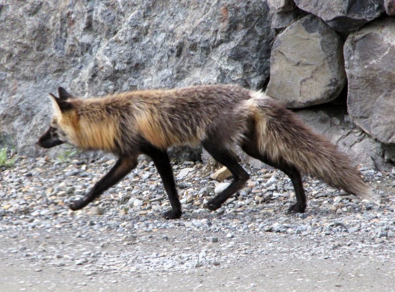 AK12 June30 Second red fox--calico variety