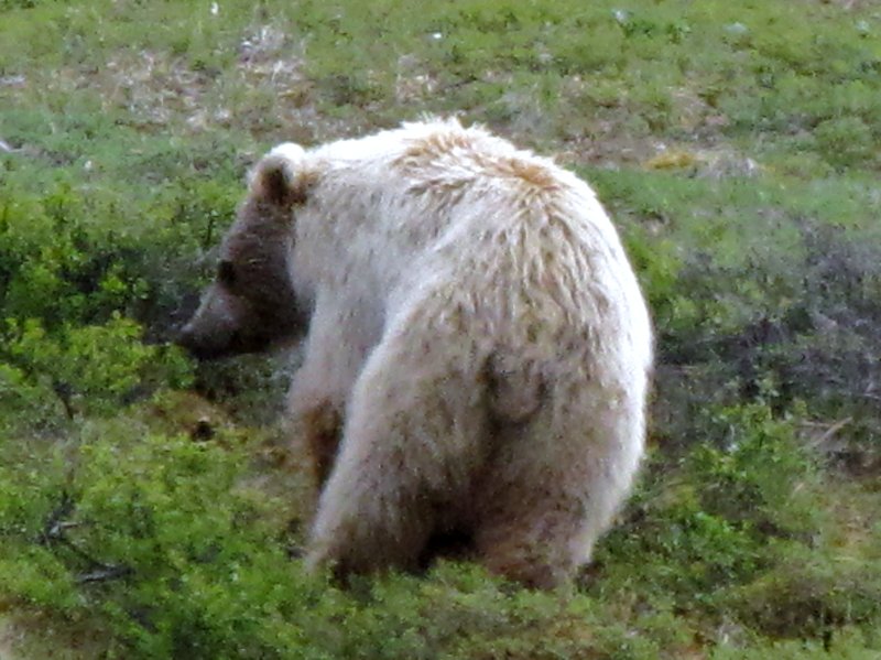 AK14 June30 The blonde grizzly cub