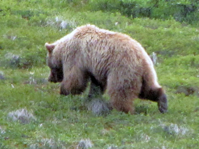 AK15 June30 The cinnamon grizzly cub