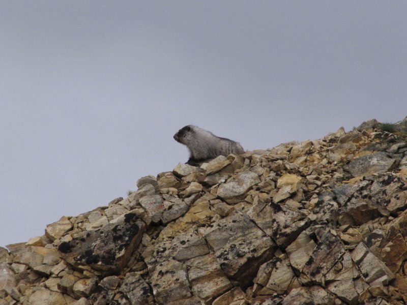 AK6 July1 Hoary marmot