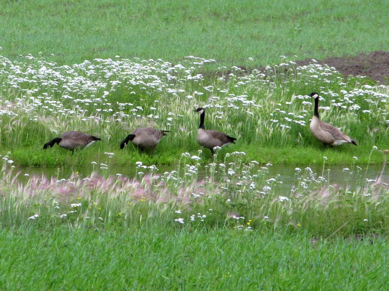 AK7 July3 Canada geese in the old pasture
