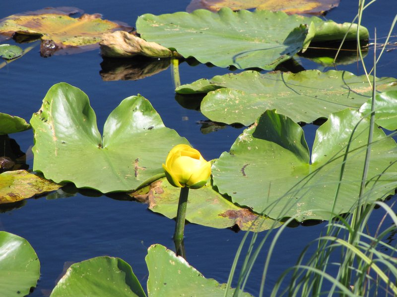 AK9 July8 yellow water lily