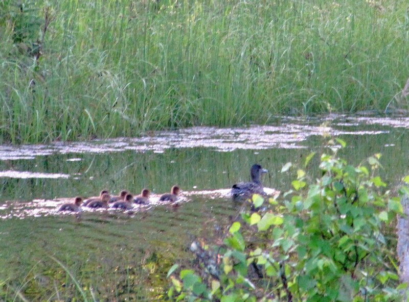 AK12 July8 Duck and ducklings in a Chena River slough