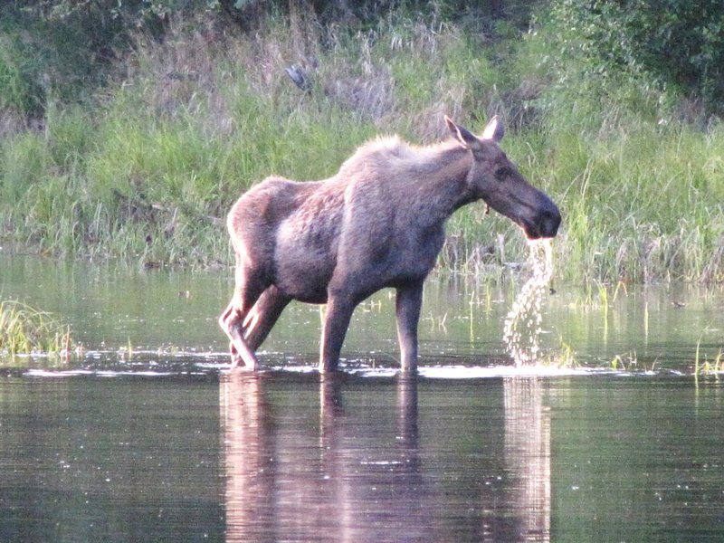 AK13 July8 Moose in a Chena River slough