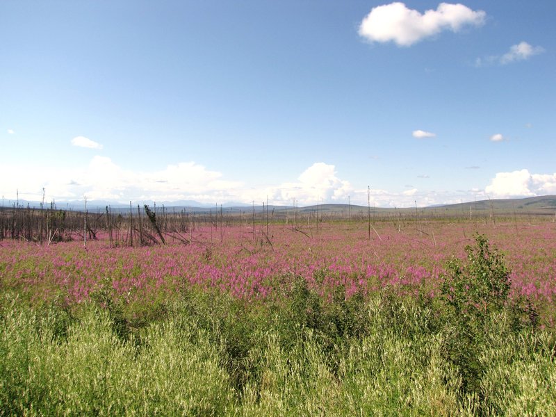 AK7 July8 Firewweed as far as the eye can see