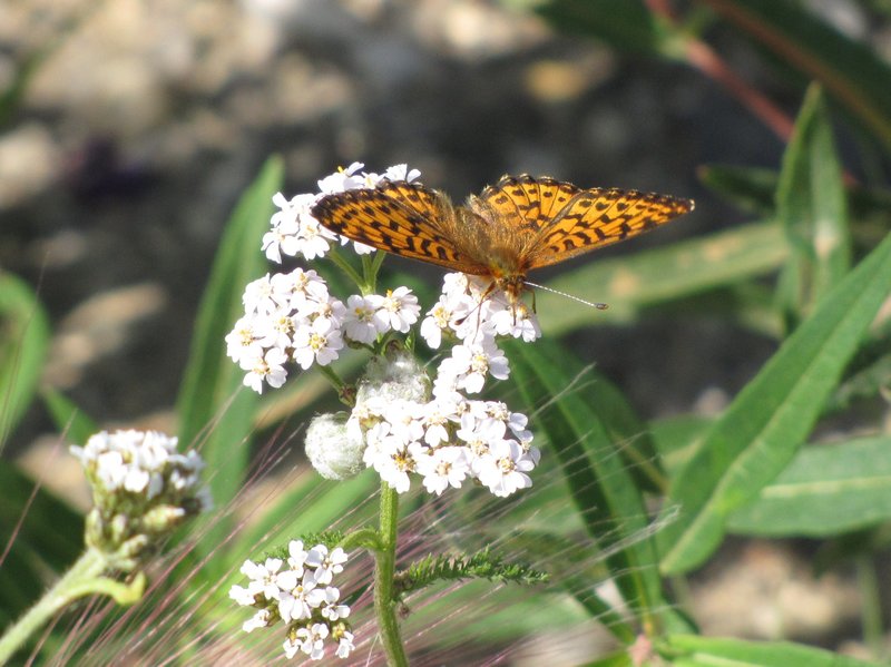 AK8 July8 Mormon fritillary butterfly