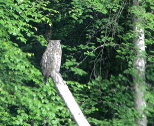 AK1 July 9 Arctic Long-eared Owl on Chena Hot Springs Road
