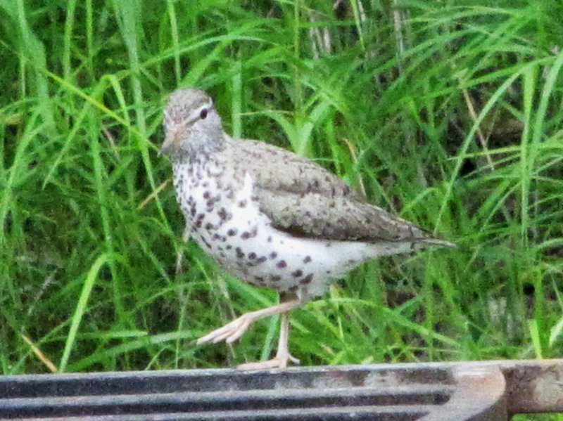 AK9 July11 Spotted Sandpiper on our fire pit