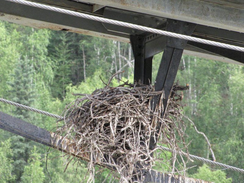 AK12 July16 raven's nest on dredge #4