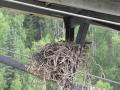 AK12 July16 raven's nest on dredge #4