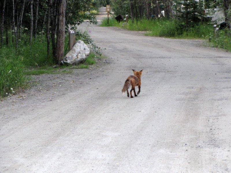 AK15 July17 fox in campground