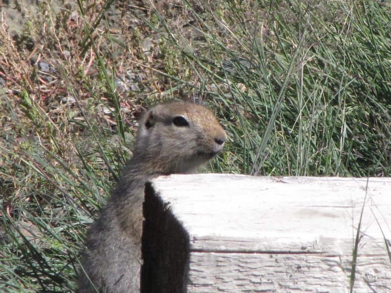 AK2 July21 One of many ground squirrels