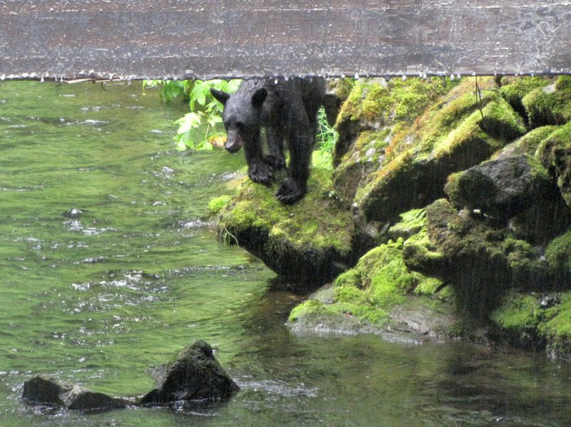 AK5 July27 Black bear coming under the bridge)
