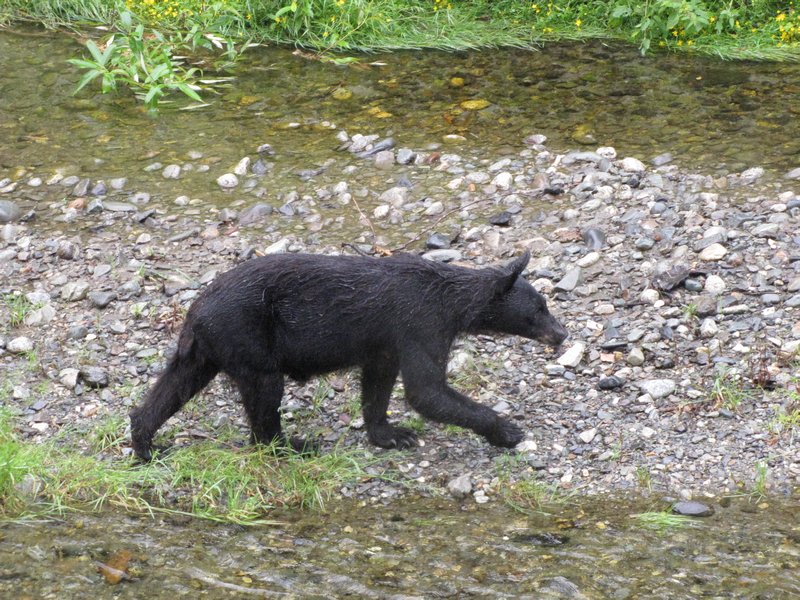 AK6 July27 wandering blacck bear