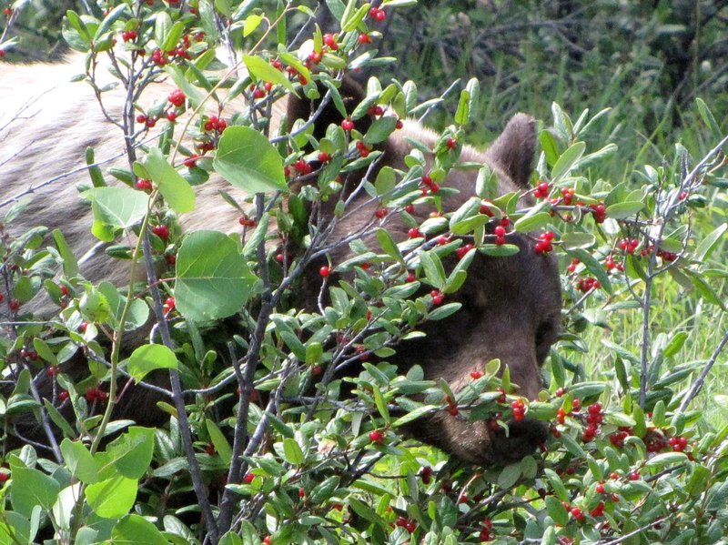 AK7 Aug5 Grizzly stripping high bush cranberries