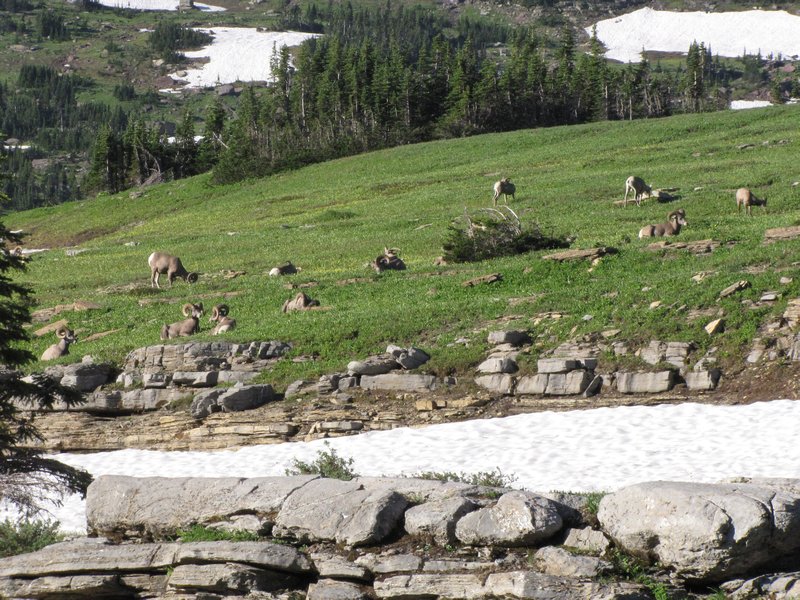 AK2 Aug13 A herd of Mountain Sheep Rams