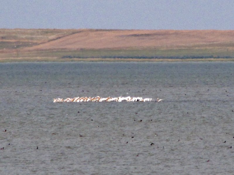 AK11 Aug14 A raft of pelicans