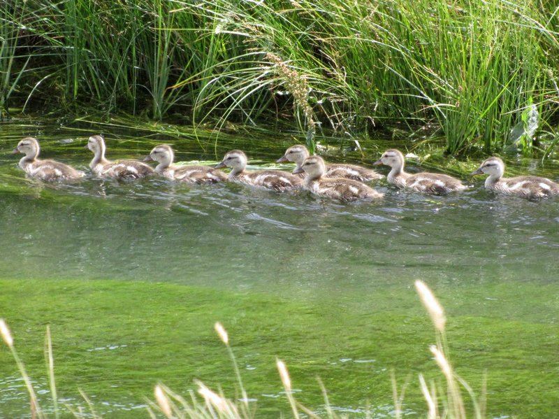 AK12 Aug14 Ducklings in irrigation canal