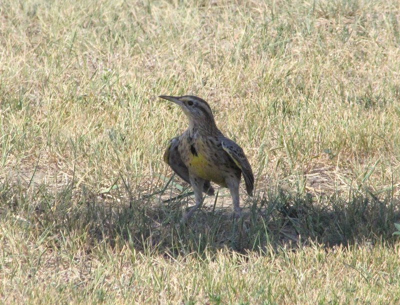 AK20 Aug14 A meadowlark trying to cool off