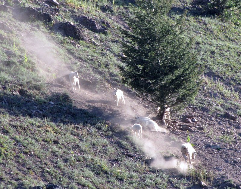 AK6 Aug14 Goats making wallowing places lower down hill