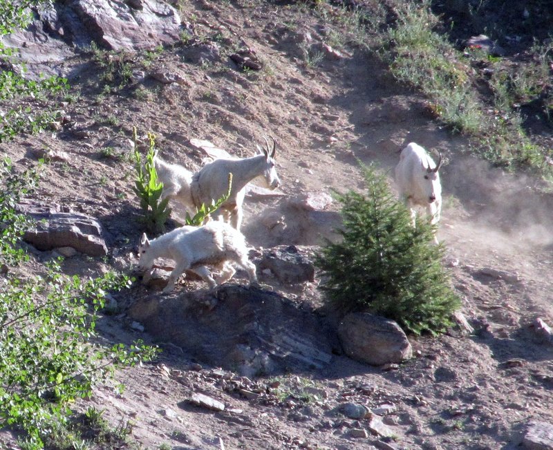 AK8 Aug14 Mountain goat family
