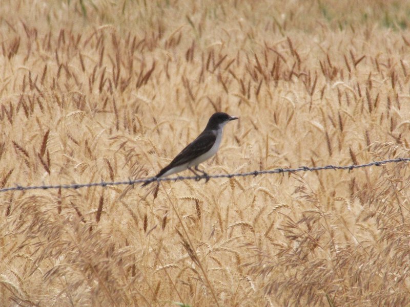 AK10 Aug14 Typical bird, wheat, barbed wire sight