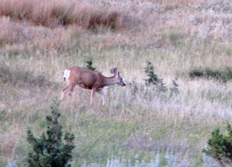 AK17 Aug17 Mule deer