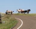 AK7 Aug17 Part of Feral horse herd