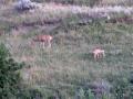 AK16 Aug17 White tailed deer and fawn