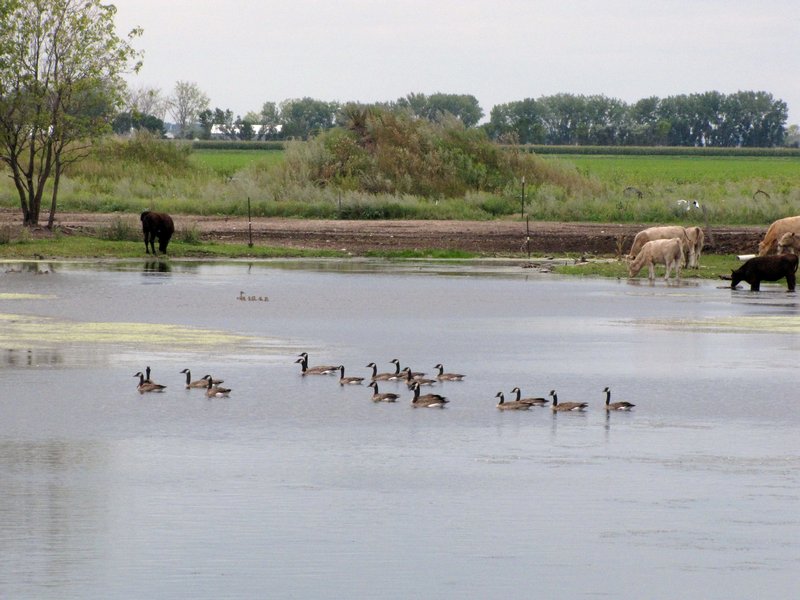 AK5 Aug19 Canada geese and cows enjoying a flooded pond