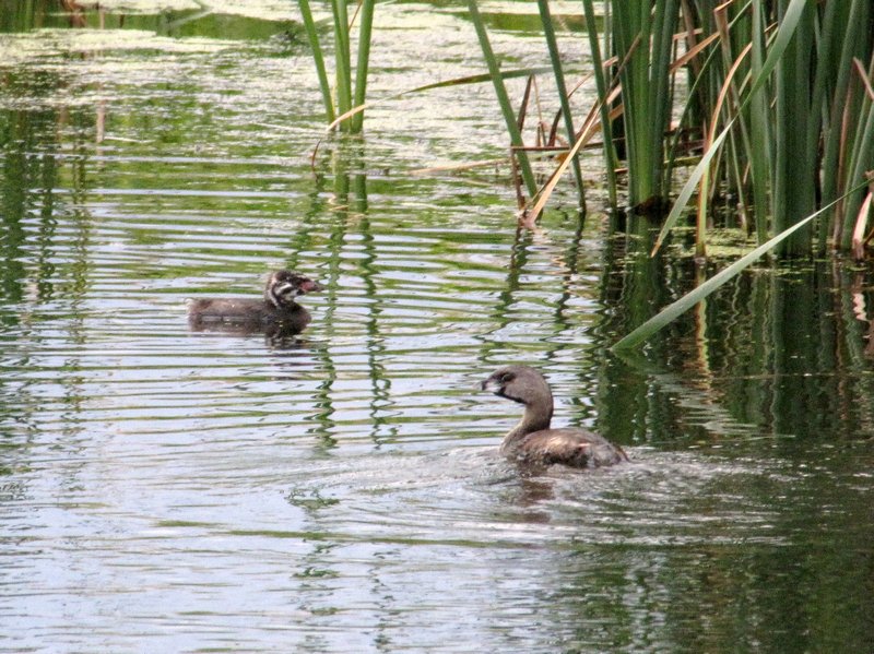 AK8 Aug19 Open to some suggestions as to type of duck and juvenile