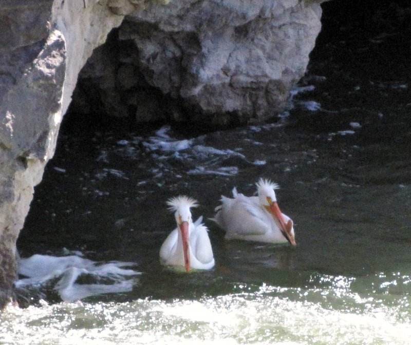 20 May2 Pelicans at American Falls, Idaho