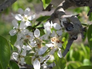 27 May10 apple blossoms  (Washington)