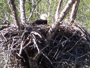 28 May12 Bald eagle nesting on US93, Washington