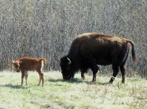 39 May20 Wood bison cow and calf, going into Watson Lake area, BC