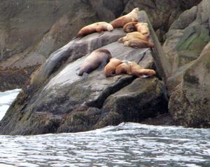 72 June9 Sea lions in Kenai Fjords National Park outside of Seward, Alaska)