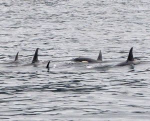 73 June9 part of an orca pod (in Kenai Fjords National Park outside of Seward, Alaska)