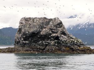 75 June14 Gull Island near Homer, Alaska