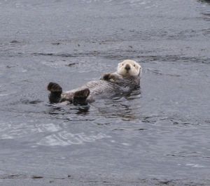 76 June14 Sea Otter, Kachemak Bay, near Homer, Alaska