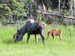 80 June17 Mama moose and her twins near Soldotna, Alaska
