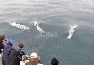 68 June9 Dall's porpoises playing by boat (on way to Kenai Fjords National Park outside of Seward, Alaska)