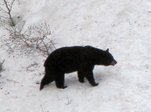 69 June9 One of several black bears (in Kenai Fjords National Park outside of Seward, Alaska)