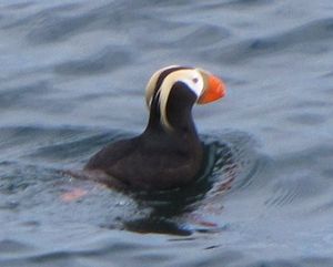 71 June9 Tufted Puffin breeding stage at Chiswell Islands, Kenai Fjord, Alaska