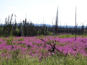 112 July8 One of the fireweed meadows along the Dalton Highway
