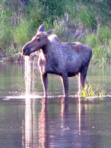 113 July9 female moose at dusk, Chena Hot Springs Road, Fairbanks